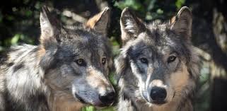 deux loups