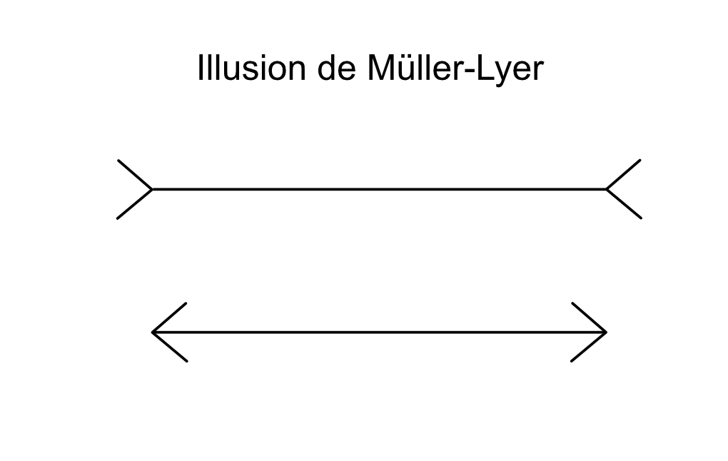 illusion-muller-lyer